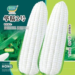 华糯2号白玉米种子白糯粘甜糯四季 种籽种孑糯米种 京科糯春禾之元