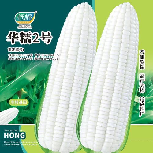 华糯二号白玉米四季禾之元种子