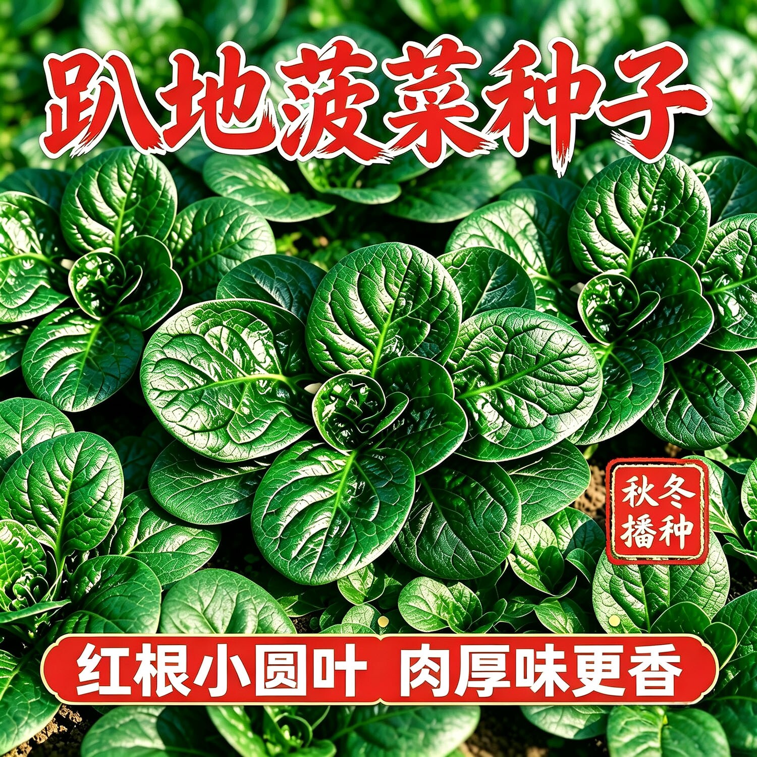 趴地菠菜种子四季波菜种籽大全秋季蔬菜种孑四季菠菜籽种秋冬农家