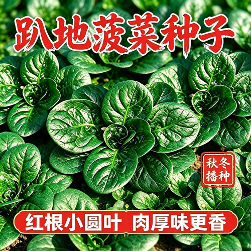 圆叶小棵趴地菠菜种子