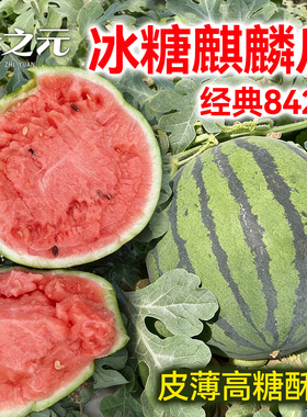 冰糖麒麟西瓜种子麒麟西瓜8424西瓜种籽四季春甜美都西瓜苗秧种孑