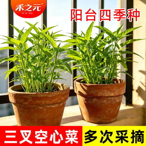 三叉辉空心菜种子蟋蟀牌