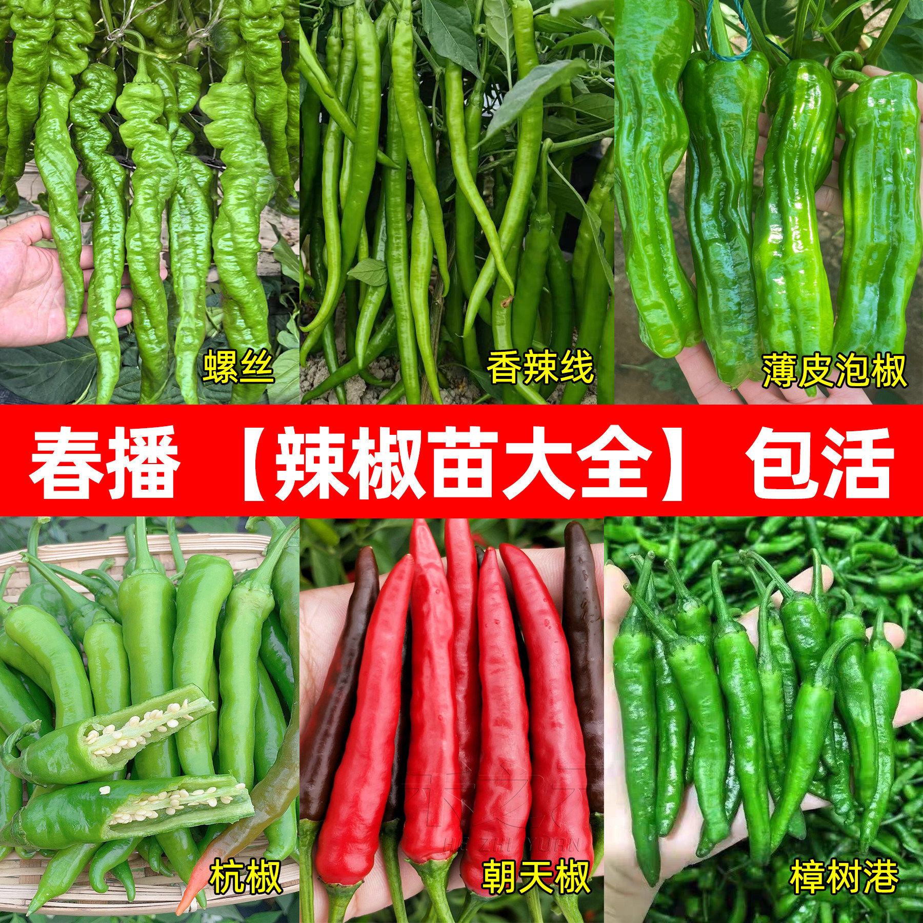 春季辣椒种子苗秧五彩朝天椒菜苗小米辣螺丝线椒秧苗籽种籽樟树港