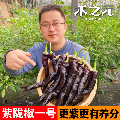 紫陇椒一号种子特色辣椒籽