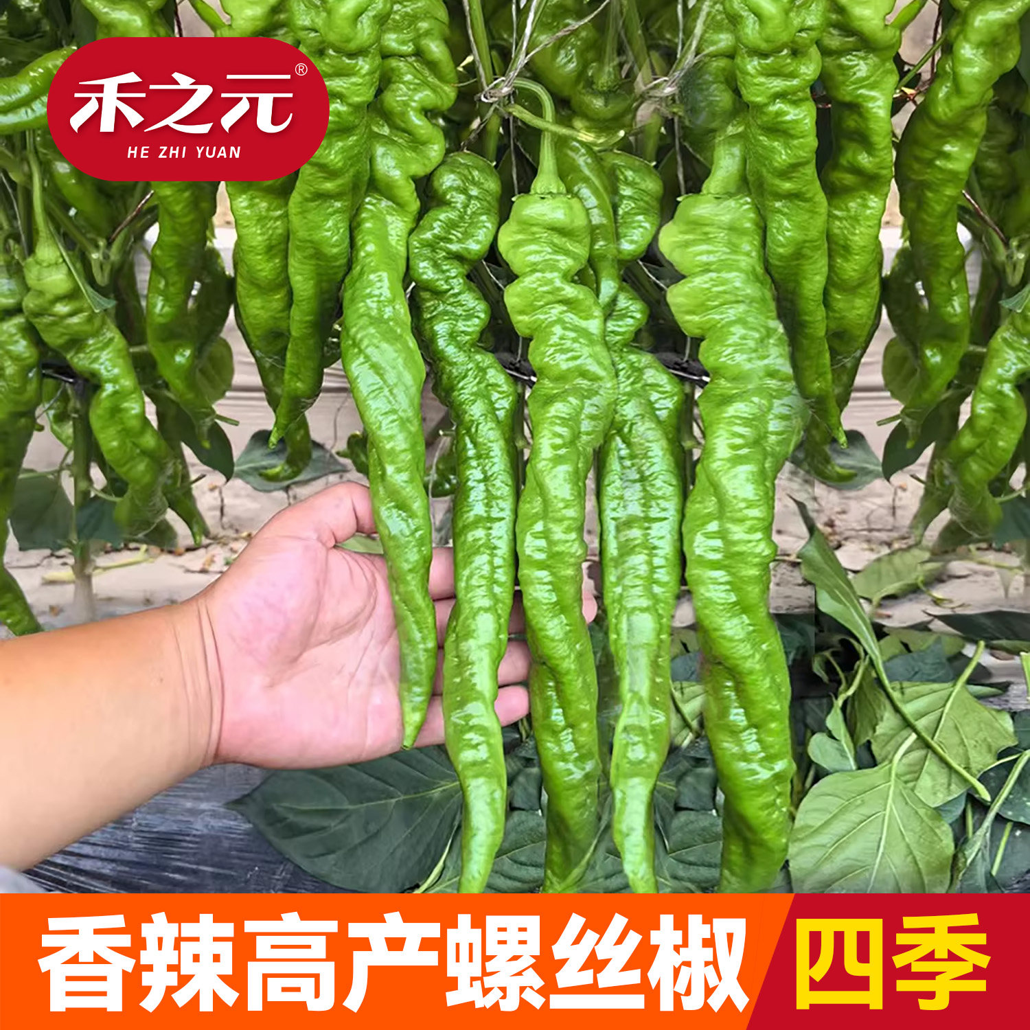 螺丝椒种子陇椒种孑尖椒盆栽种苗辣椒种籽线椒蔬菜种籽四季苗秧,鲜花速递/花卉仿真/绿植园艺,家庭园艺种子,淘宝优惠券,粉丝福利购,淘宝优惠卷