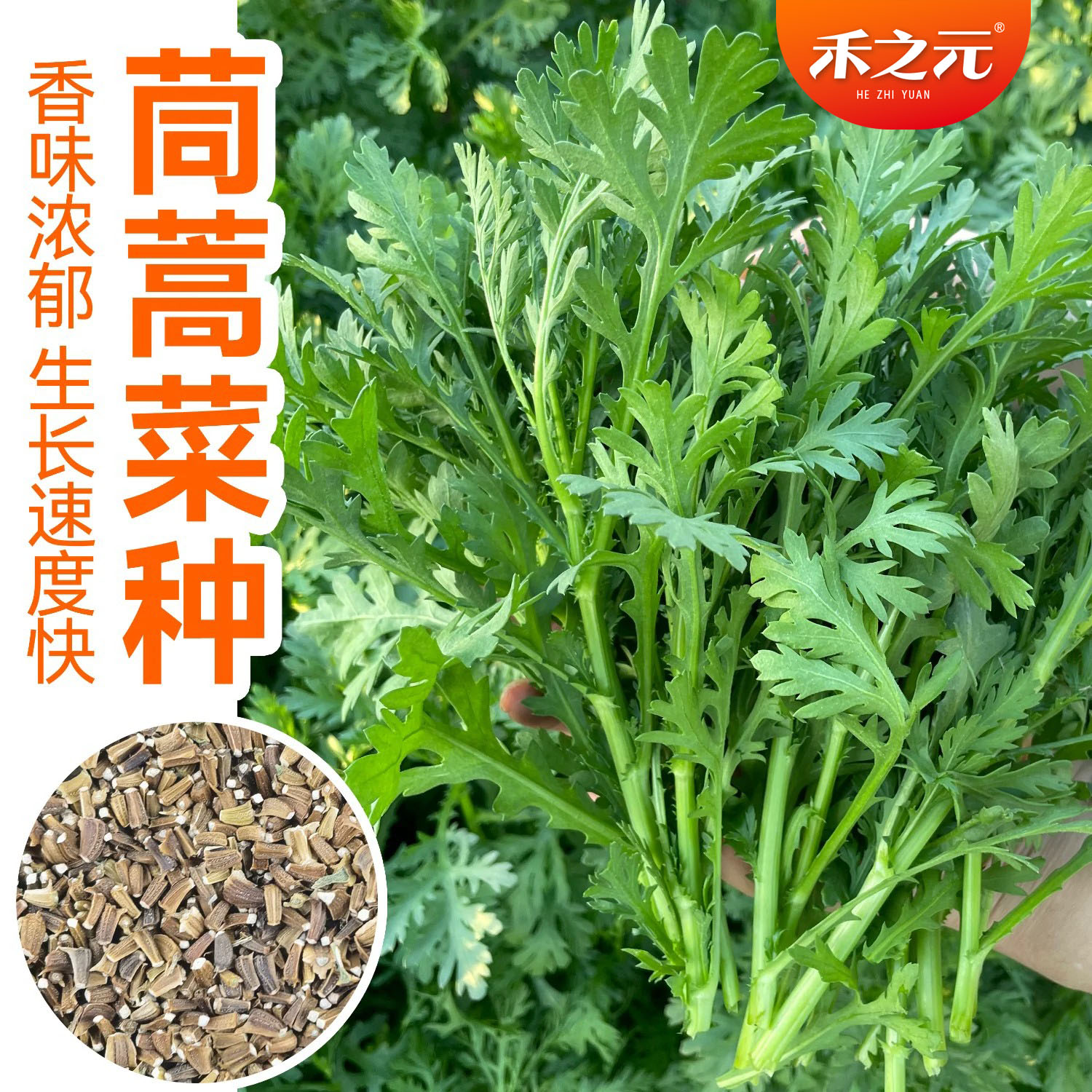 小叶茼蒿种子大全农家茼蒿种籽夏秋冬四季皇帝菜种苗青菜盆栽蔬菜图片