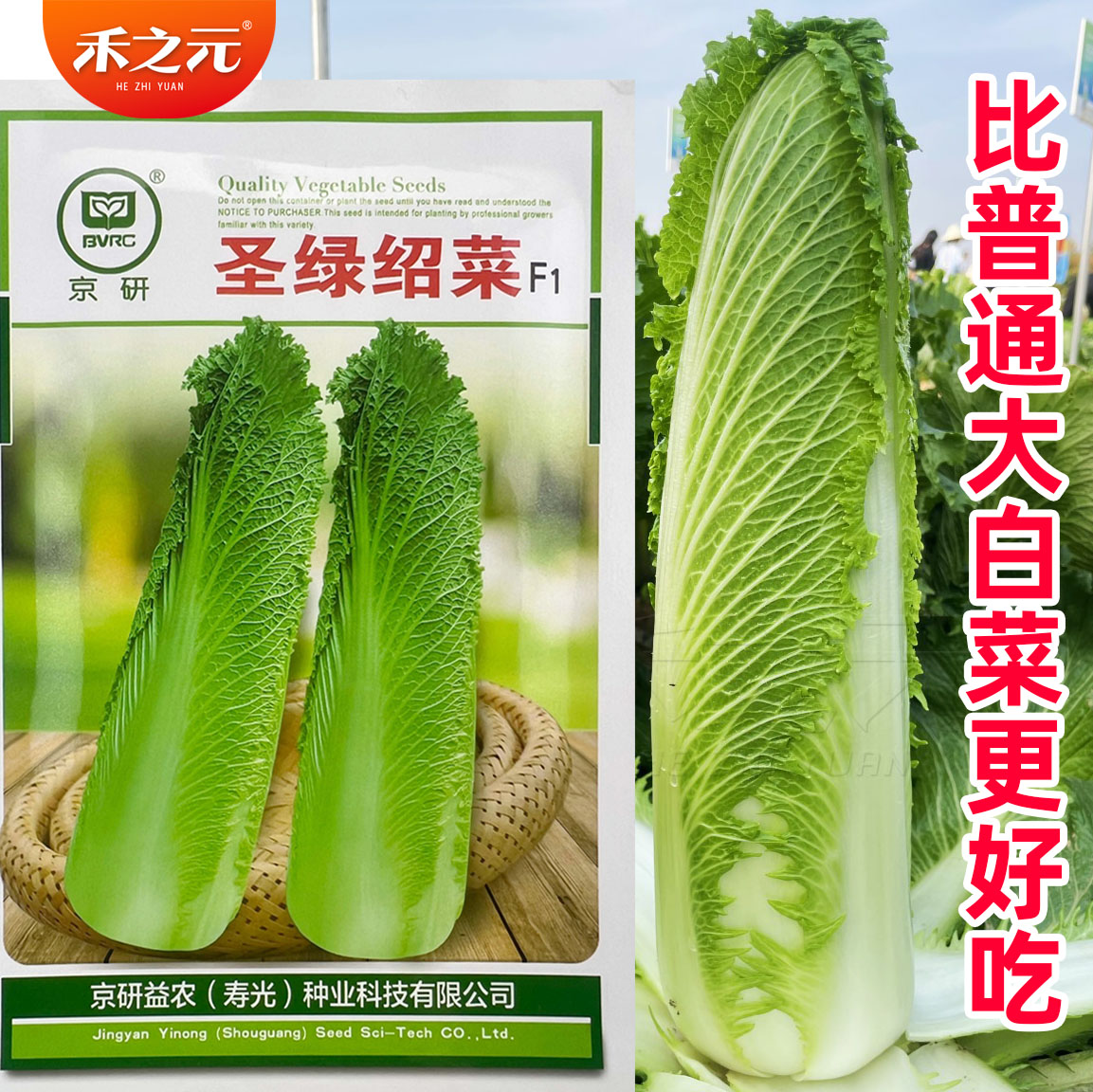 圣绿绍菜种子种孑大白菜种籽图片