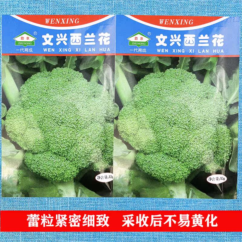 文兴西兰花种子秋季菜园有机图片