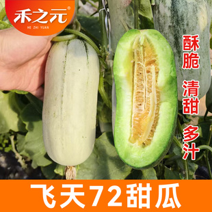 飞天72羊角蜜瓜酥甜瓜种子种籽苗蔬菜博脆高产四季 瓜洋苗 香瓜春季