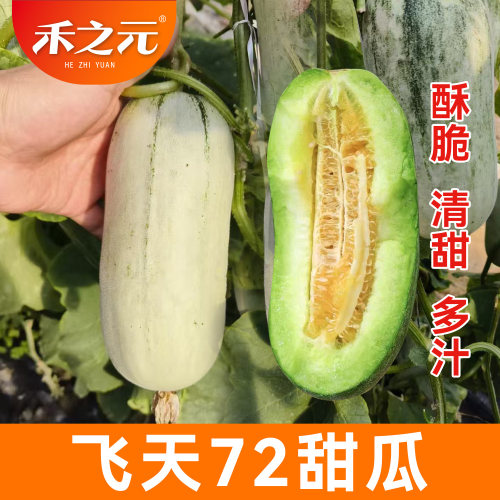 飞天72羊角蜜瓜酥甜瓜种子