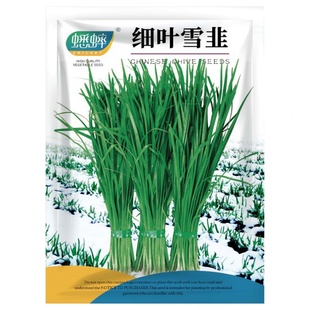 蟋蟀细叶韭菜种子农家蔬菜韭菜根苗菜种大全盆栽韭菜种籽四季种孑