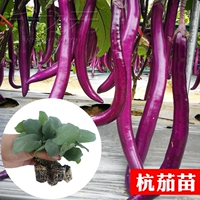 3 Hangzhou яироженцы + 1 мешок с корневым удобрением (вода корни водой, чтобы саженцы могли быстрее замедлить)