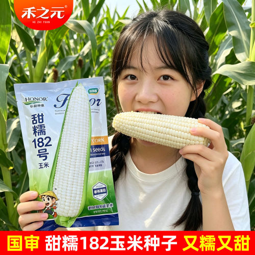 甜糯182玉米春季种子玉米糯米种