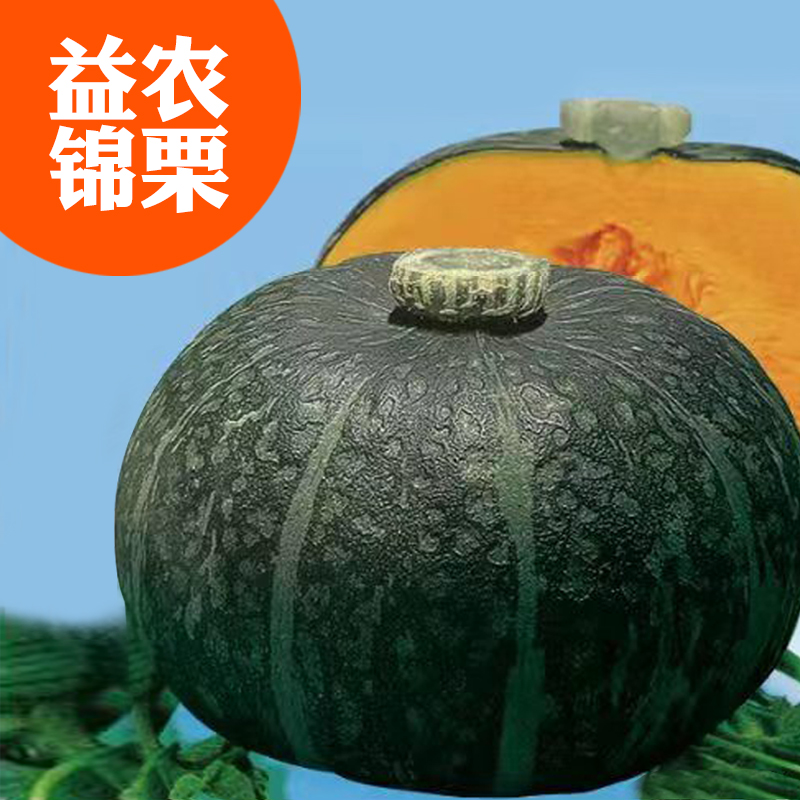 新疆板栗南瓜蔬菜种孑