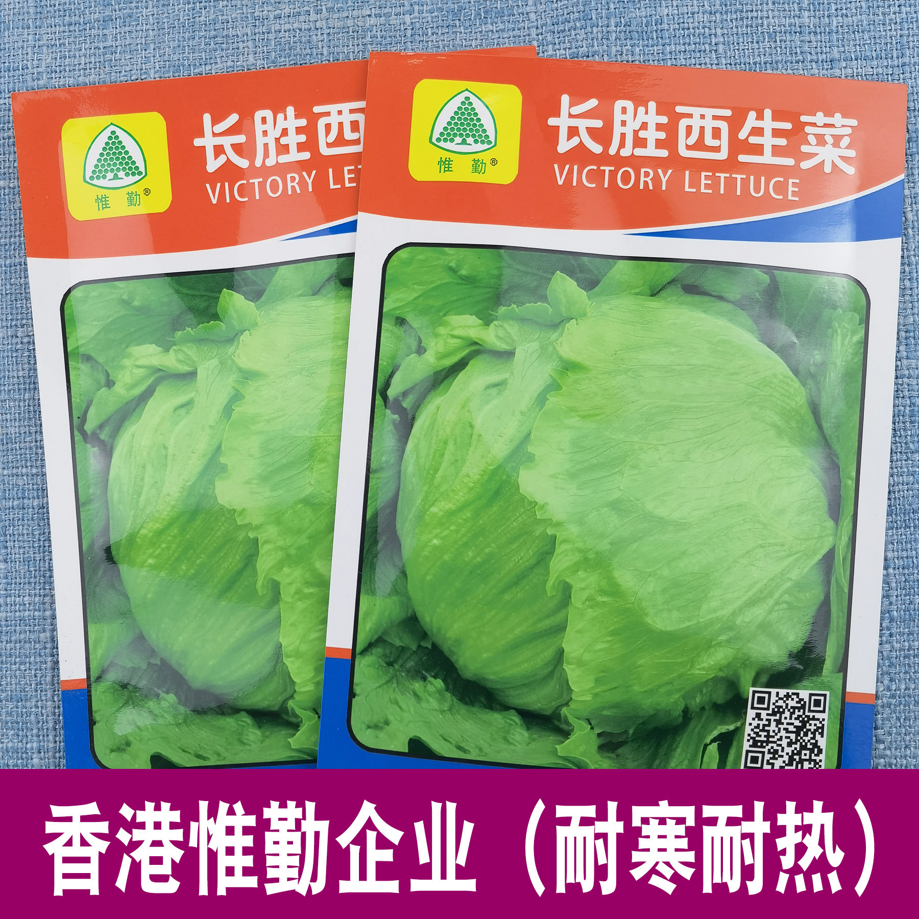 长胜西生菜种子结球生菜图片