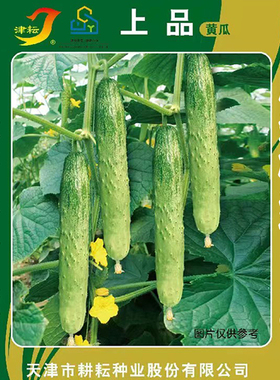 禾之元种业津耘上品黄瓜种子种籽迷你水果小黄瓜四季春夏秋冬季