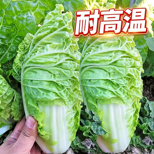 早熟种子种子早熟秋冬季娃娃菜