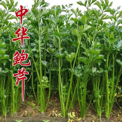 中华鲍芹芹菜种子高品质蔬菜籽