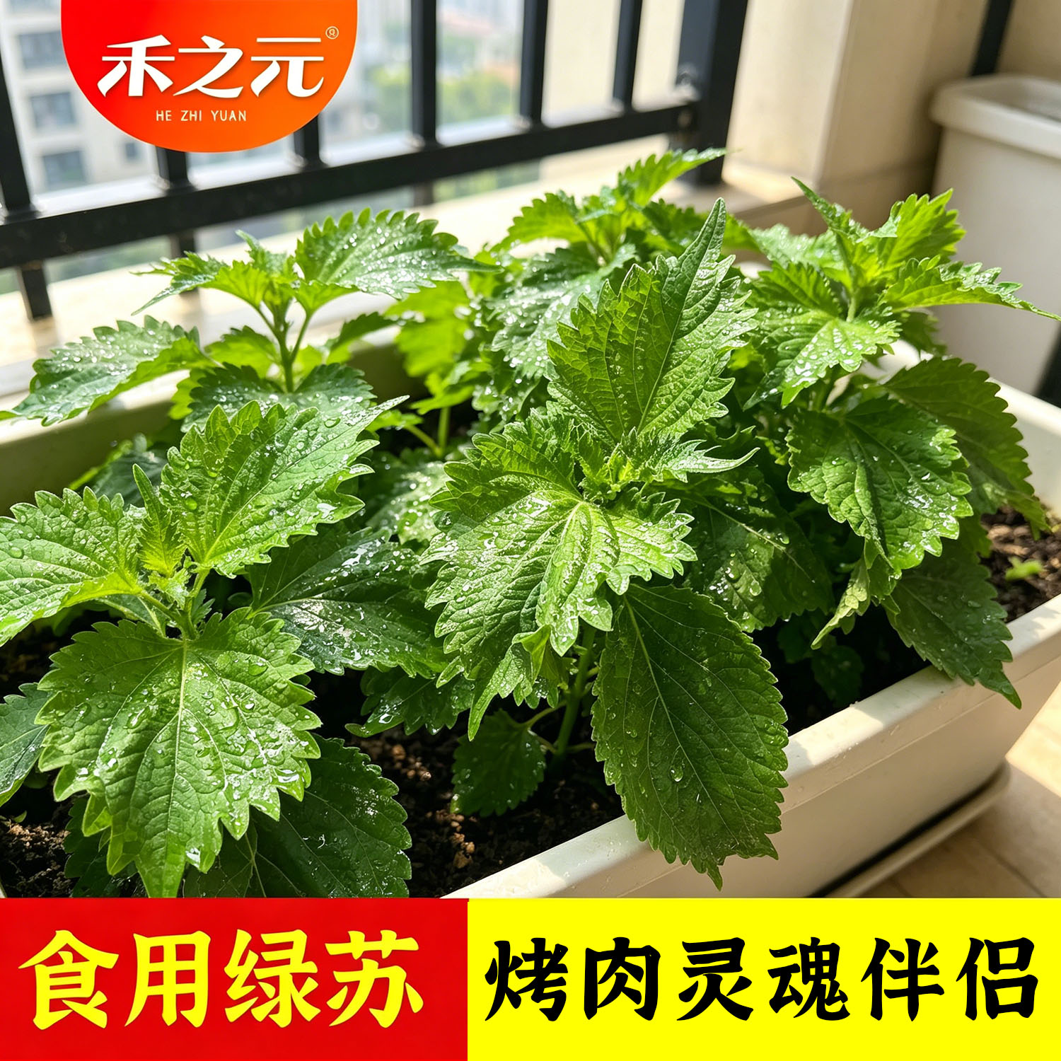 绿苏子种子大叶绿苏阳台盆栽四季西餐包肉菜种籽春季野菜孑禾之元
