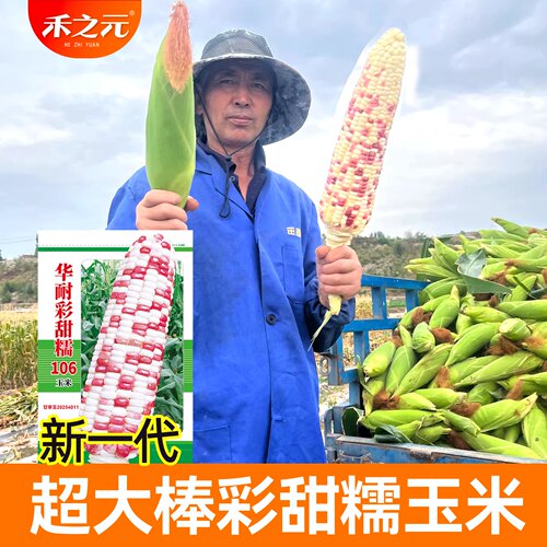 彩甜糯106玉米种子大棒