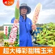 [Початок больше 102] Семена кукурузы Caitiannuo 106 200 г, около 700 зерен