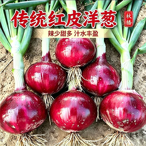 洋葱洋葱种子蔬菜四季蟋蟀