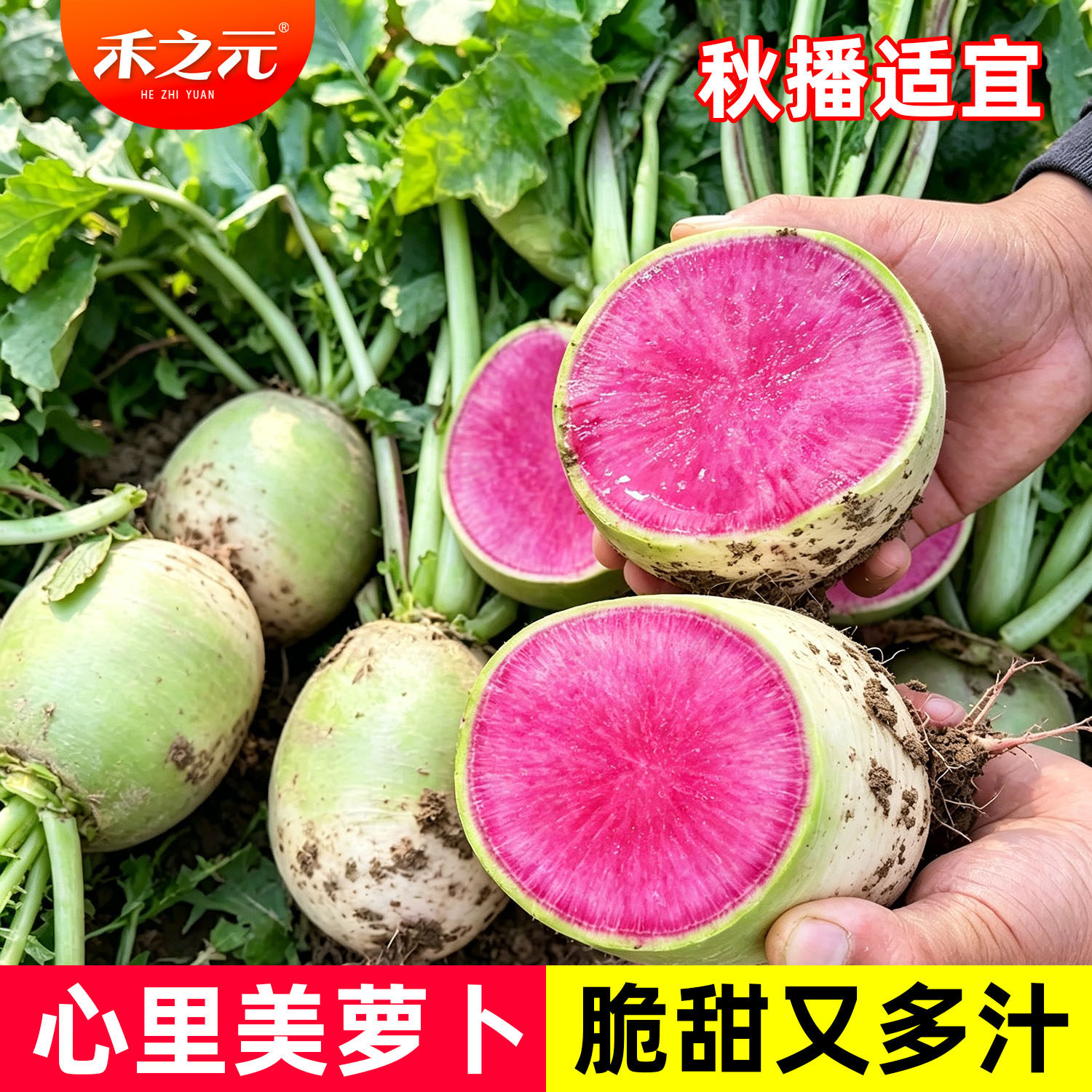 心里美萝卜种子满堂红水果红心四季秋季红肉萝卜籽种籽蔬菜种孑冬
