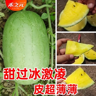 甜丽西瓜种子黄瓤小西瓜种籽礼品西瓜春季 农家蔬菜种孑超甜 肉四季