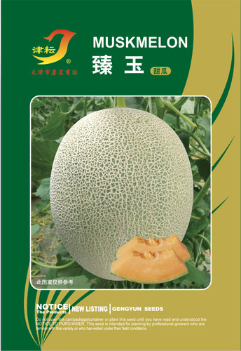 臻玉厚皮酥脆春季含糖18度甜瓜