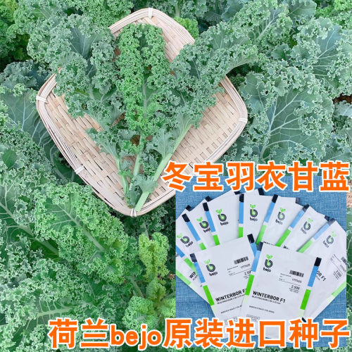 bejo荷兰进口冬宝羽衣甘蓝种子