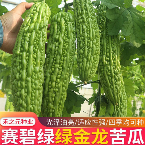 春季四季播种的绿苦瓜苗种子