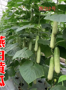 燕白二号黄瓜种子白黄瓜种籽春秋栽培四季旱黄瓜水果春季秋夏孑