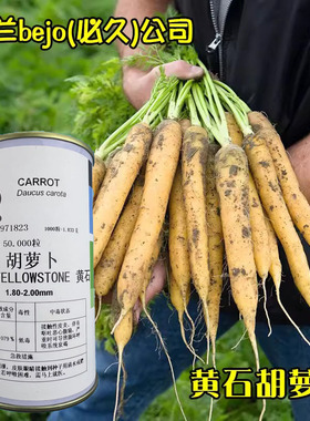 荷兰bejo黄石胡萝卜种子黄色胡萝卜荷兰水果奶油胡萝卜种籽禾之元