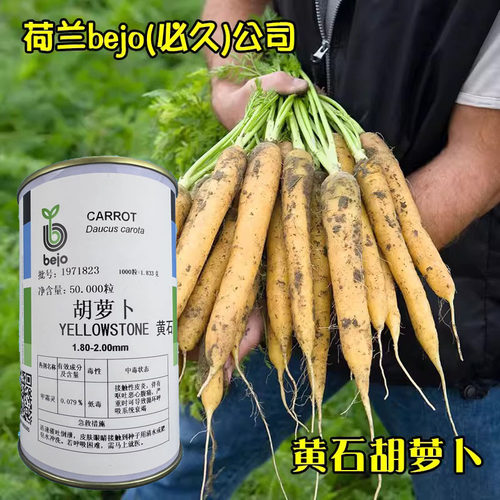 荷兰bejo黄石胡萝卜种子