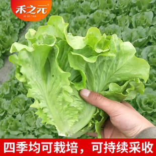 意大利奶油生菜种子罗马孔雀菜结球紫生菜种籽孑蔬菜春夏季 菜籽种