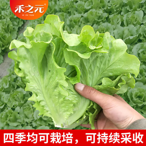 意大利生菜种子玻璃生菜结球奶油