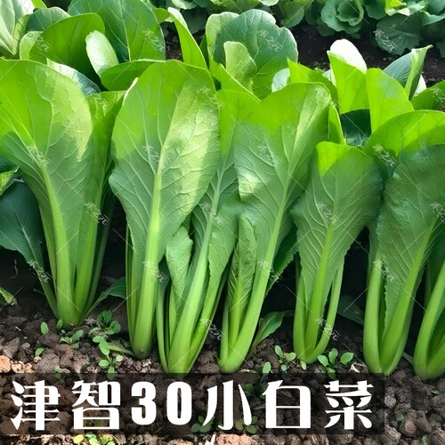 蔬菜四季青梗盆栽大全南方种子