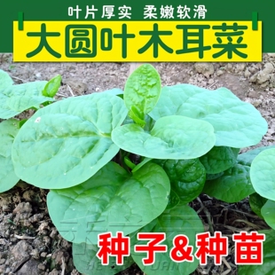 大叶木耳菜种籽木耳菜苗青菜蔬菜种子四季 菜盆栽圆秧苗 春夏秋冬季