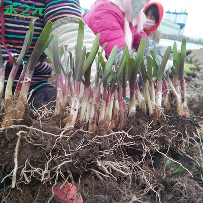 韭菜根苗紫根阳台盆栽韭菜种根籽苗种菜现挖紫红根四季蔬菜苗春夏