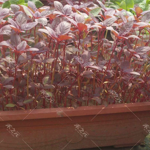 Все семена красного амаранта в горшках балкон -балкон для семян диких овощ