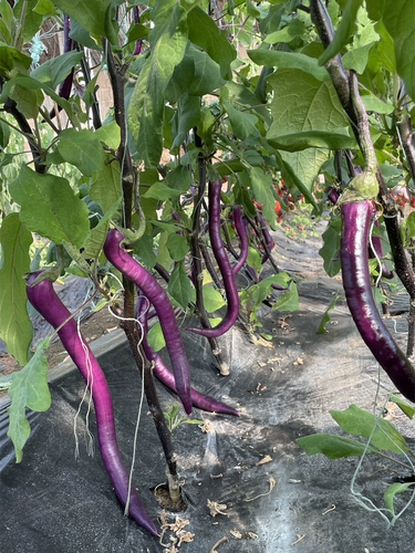 Яйца Hangzhou № 1 длинные яичные яичные яичные семена яичка для яиц.