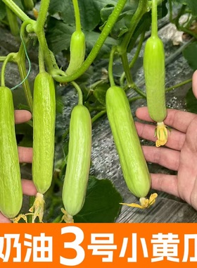 白色奶油黄瓜种子种孑四季春秋冬季蔬菜水果蔬菜黄瓜禾之元种业
