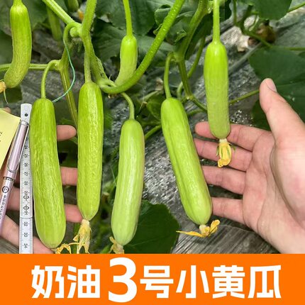 白色奶油黄瓜种子种孑四季春秋冬季蔬菜水果蔬菜黄瓜禾之元种业