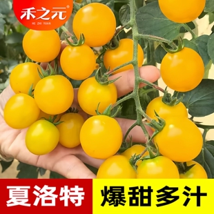 夏洛特番茄种子黄色樱桃番茄种籽超甜爆汁黄色圣女果小柿子种高产