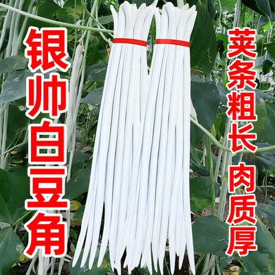 肉嫩高产白条四季豆种子