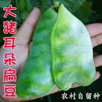 Семена чечевицы свиной уха 20г оригинал (зеленая кожица)