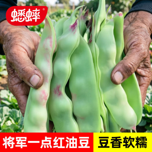 红油豆狮牌将军一点红种子四季