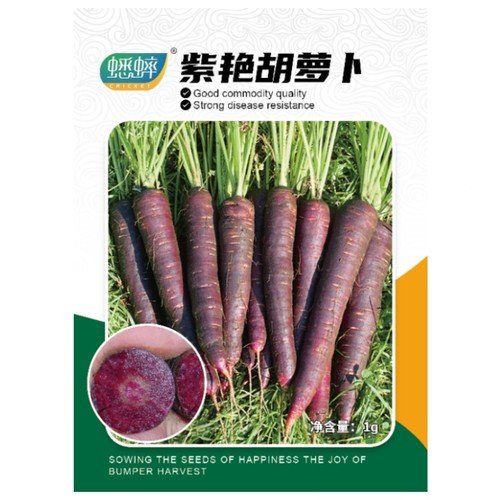 紫艳胡萝卜种子紫色水果胡萝卜