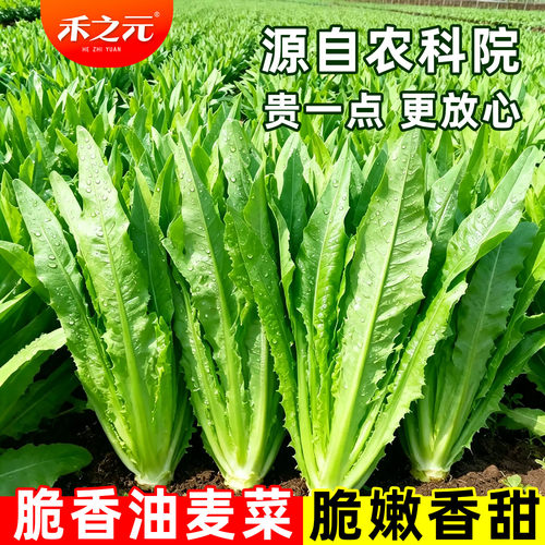 油麦菜籽农家四季盆栽