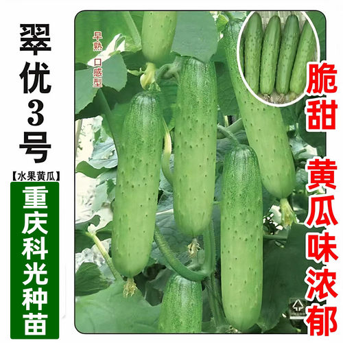 翠优3号水果黄瓜种籽四季盆栽